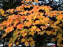 102-0238_img BC.jpg